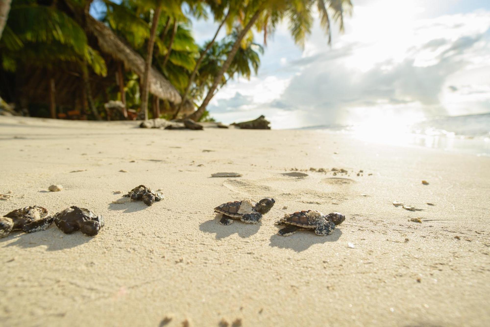Calala Island Set Net Exterior foto
